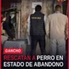 rescate canino morelia: perro macho adulto de color café resguardado por personal de la Fiscalía General del Estado de