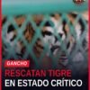 rescatan fauna silvestre: tigre de Bengala, mono araña y dos loros nuca amarilla rescatados en Peribán, Michoacán