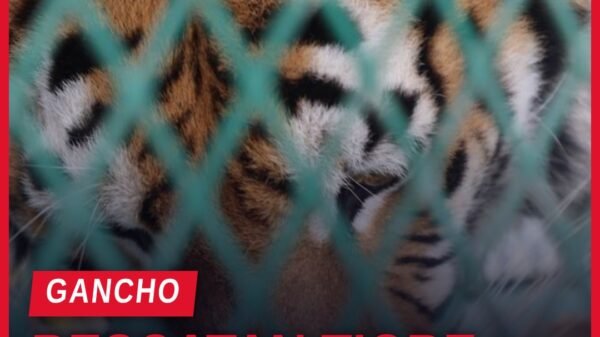 rescatan fauna silvestre: tigre de Bengala, mono araña y dos loros nuca amarilla rescatados en Peribán, Michoacán