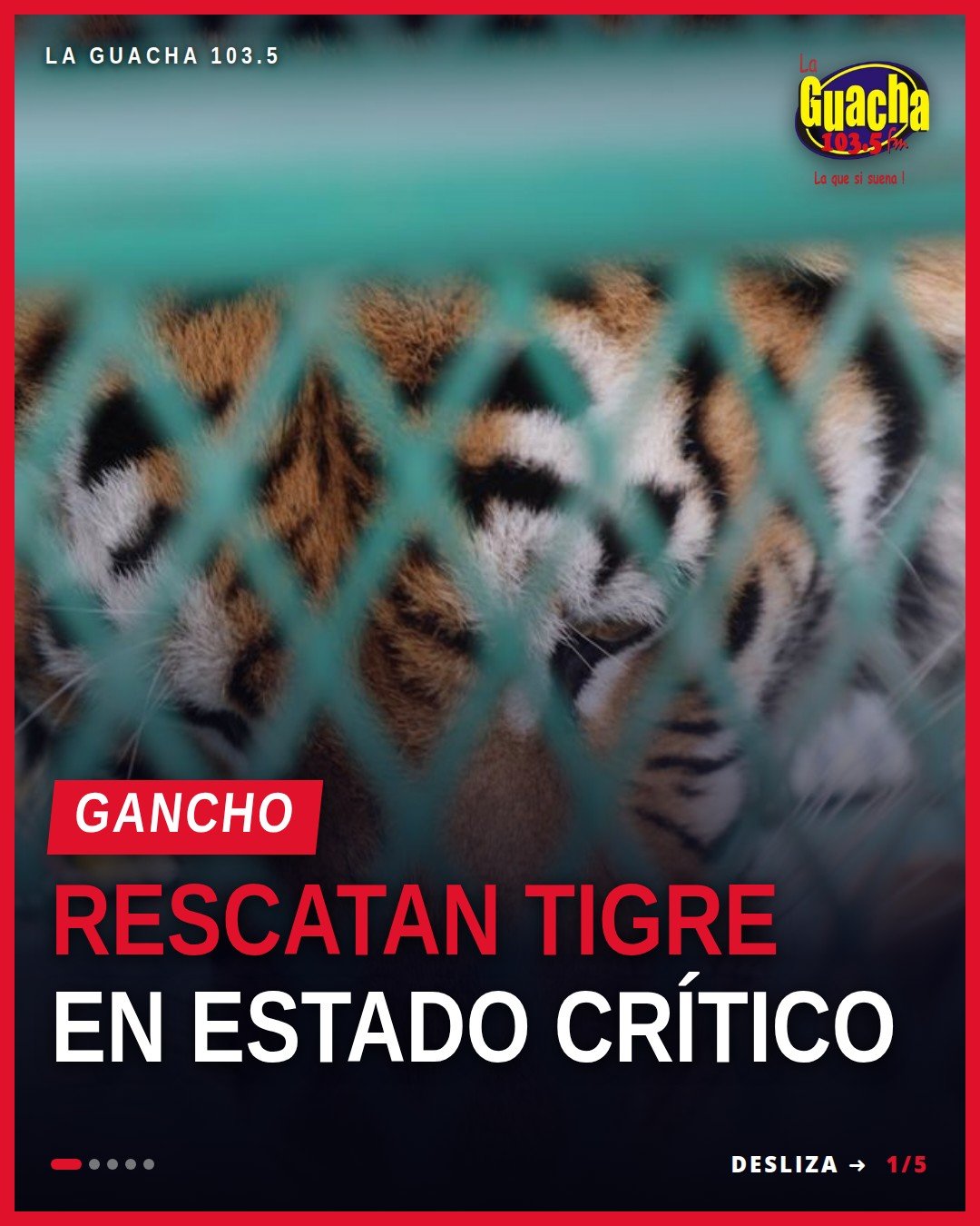 rescatan fauna silvestre: tigre de Bengala, mono araña y dos loros nuca amarilla rescatados en Peribán, Michoacán