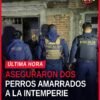 Dos caninos asegurados por maltrato animal uruapan: uno pequeño negro y uno mediano beige, amarrados al exterior de una