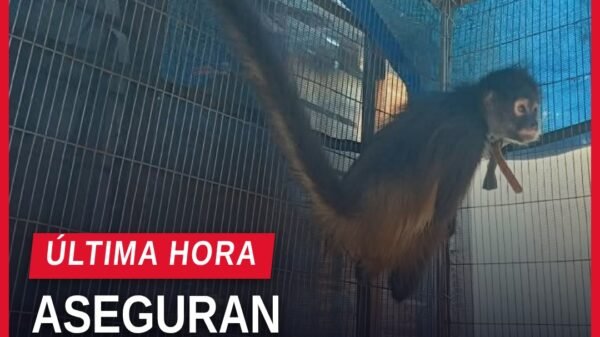 Mono araña en jaula pequeña dentro de inmueble en Uruapan, Michoacán, durante operativo de la Fiscalía Michoacán