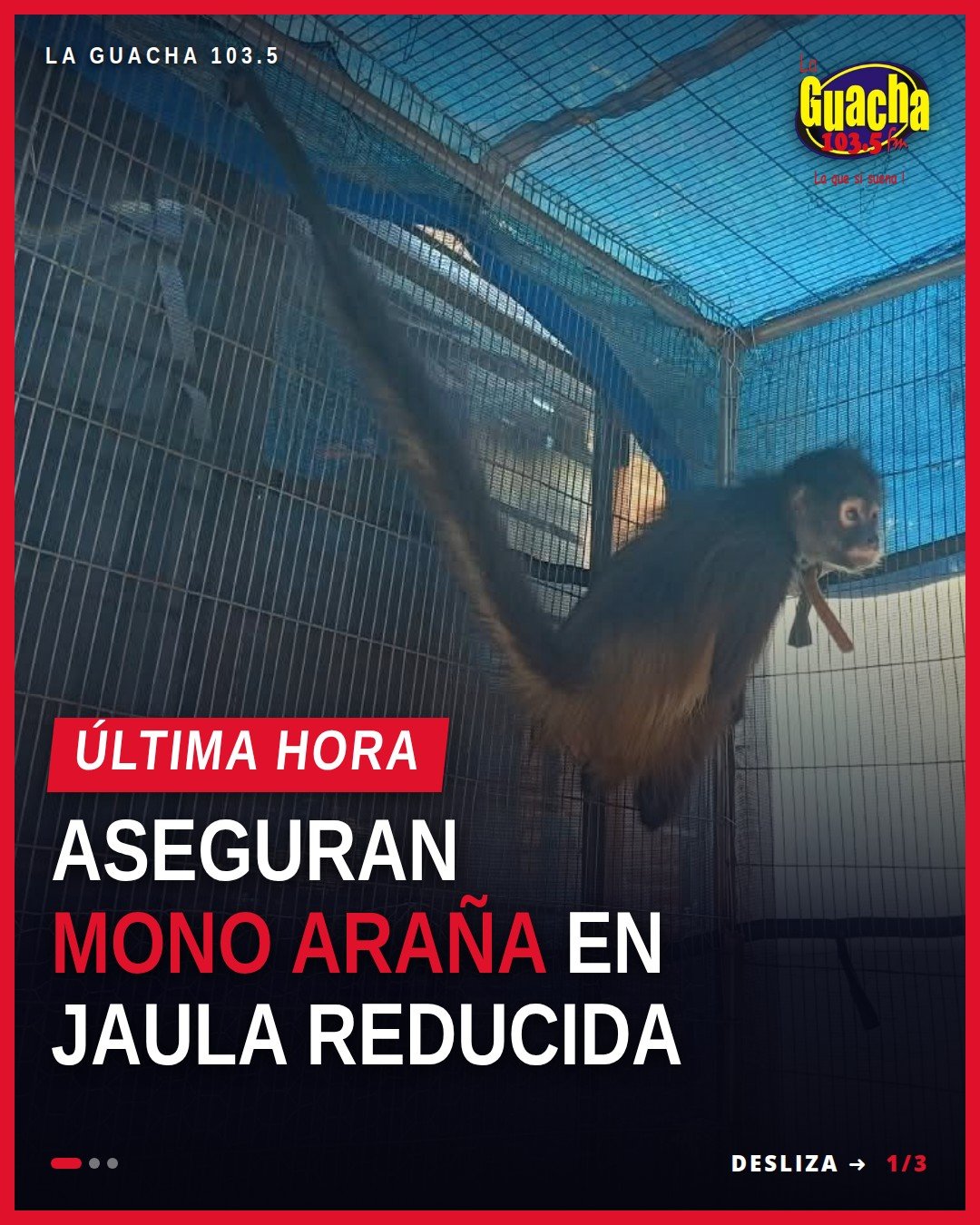 Mono araña en jaula pequeña dentro de inmueble en Uruapan, Michoacán, durante operativo de la Fiscalía Michoacán
