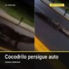 Cocodrilo persigue automovilista en una vía urbana de Lázaro Cárdenas, Michoacán