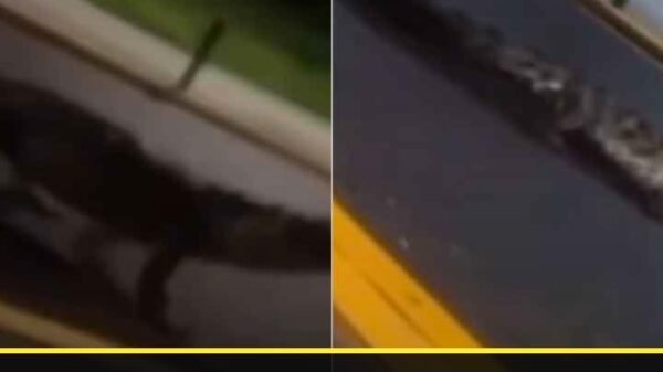 Cocodrilo persigue automovilista en una vía urbana de Lázaro Cárdenas, Michoacán
