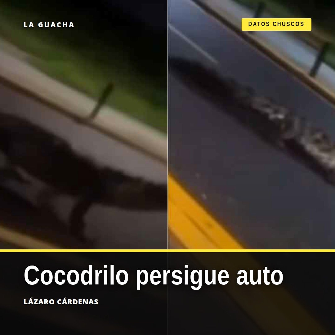 Cocodrilo persigue automovilista en una vía urbana de Lázaro Cárdenas, Michoacán