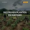 Operativos conjuntos de SSP y Defensa Nacional destruyendo plantíos de mariguana en zona rural de Huetamo, Michoacán