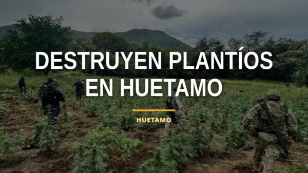 Operativos conjuntos de SSP y Defensa Nacional destruyendo plantíos de mariguana en zona rural de Huetamo, Michoacán