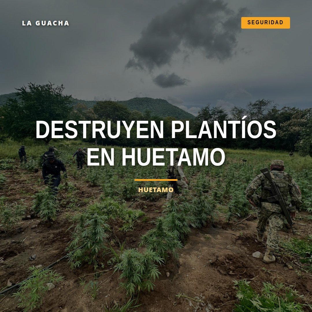Operativos conjuntos de SSP y Defensa Nacional destruyendo plantíos de mariguana en zona rural de Huetamo, Michoacán