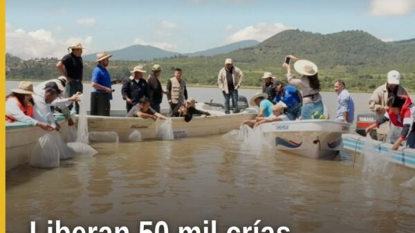 Liberación de crías de pez blanco en el lago de Pátzcuaro, con personal de Compesca y autoridades presentes