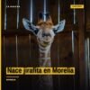 Una pequeña jirafa recién nacida junto a su madre en el área de cuarentena del Zoológico de Morelia, michoacán