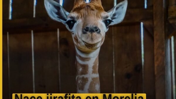 Una pequeña jirafa recién nacida junto a su madre en el área de cuarentena del Zoológico de Morelia, michoacán