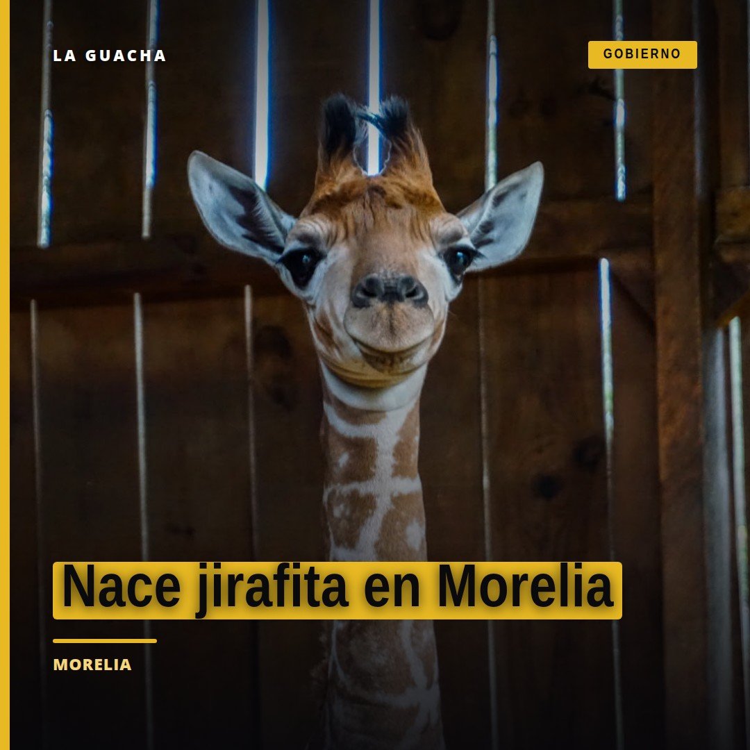 Una pequeña jirafa recién nacida junto a su madre en el área de cuarentena del Zoológico de Morelia, michoacán