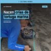 Crías de tortuga marina avanzando hacia el mar en una playa de Michoacán, al atardecer