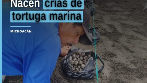 Crías de tortuga marina avanzando hacia el mar en una playa de Michoacán, al atardecer