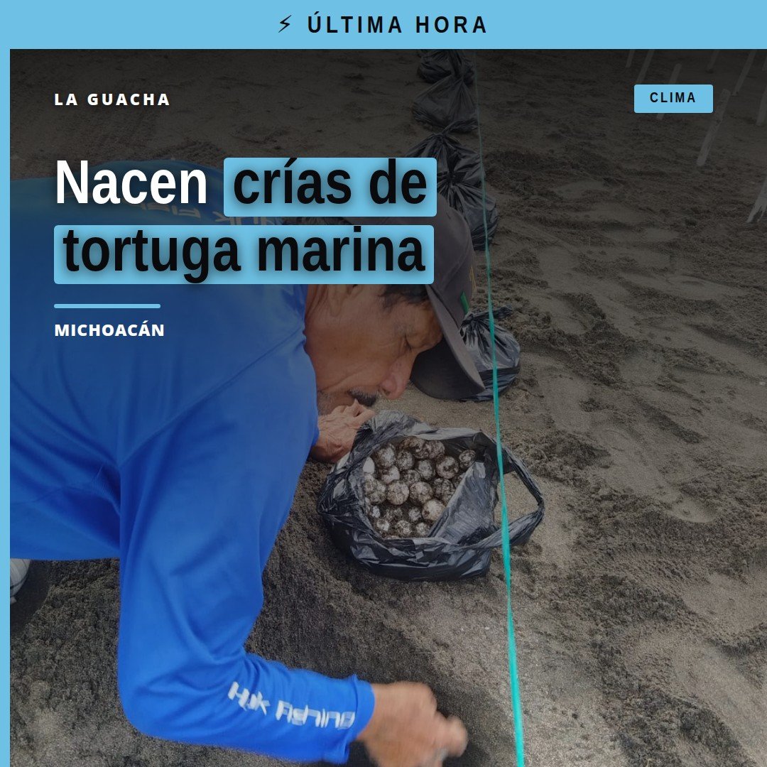Crías de tortuga marina avanzando hacia el mar en una playa de Michoacán, al atardecer
