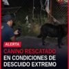 rescate canino morelia: perro rescatado por la Fiscalía General del Estado de Michoacán en inmueble de la colonia Reforma