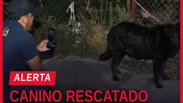 rescate canino morelia: perro rescatado por la Fiscalía General del Estado de Michoacán en inmueble de la colonia Reforma