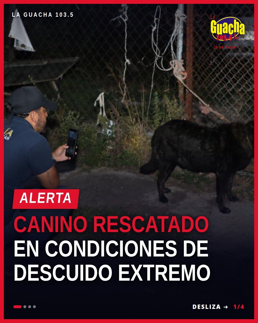 rescate canino morelia: perro rescatado por la Fiscalía General del Estado de Michoacán en inmueble de la colonia Reforma