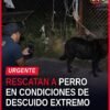 rescate canino maltrato: veterinario y fiscal de la FGE observan a un canino débil pero estable tras ser rescatado en Morelia