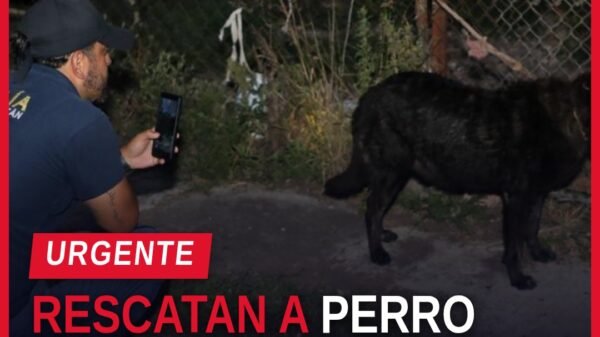 rescate canino maltrato: veterinario y fiscal de la FGE observan a un canino débil pero estable tras ser rescatado en Morelia