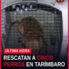 rescate caninos tarímbaro: cinco perros mestizos resguardados tras cateo en fraccionamiento Galaxia, Tarímbaro