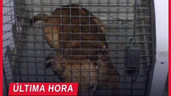 rescate caninos tarímbaro: cinco perros mestizos resguardados tras cateo en fraccionamiento Galaxia, Tarímbaro