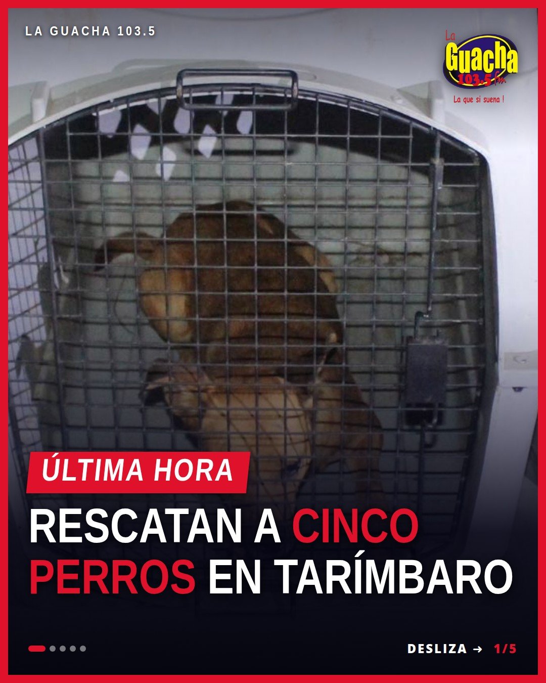 rescate caninos tarímbaro: cinco perros mestizos resguardados tras cateo en fraccionamiento Galaxia, Tarímbaro