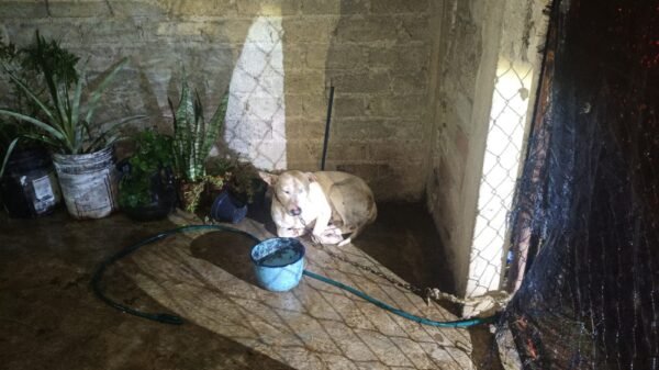 rescate de perros uruapan: dos perros —uno blanco atado en cochera, otro negro en interior— rescatados por la Fiscalía