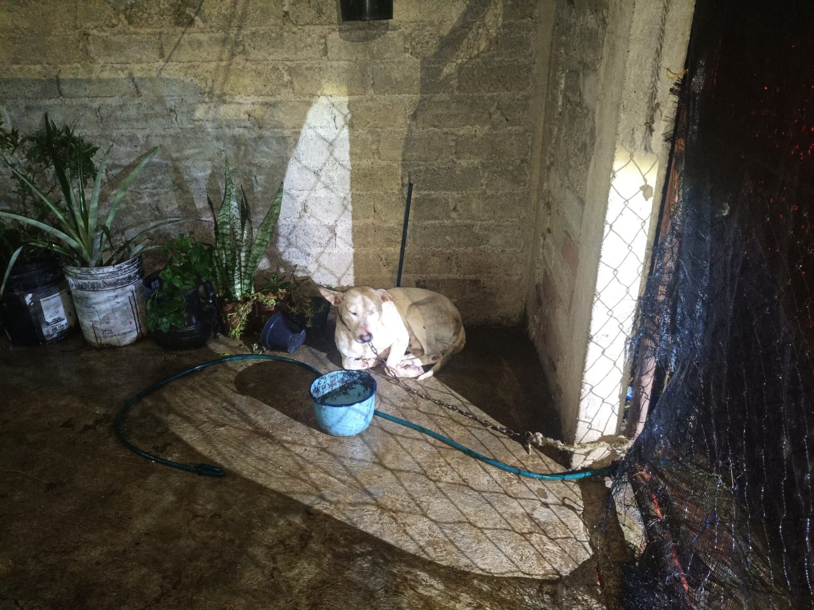 rescate de perros uruapan: dos perros —uno blanco atado en cochera, otro negro en interior— rescatados por la Fiscalía
