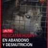 rescate de husky morelia: perro husky de talla mediana, flaco y sucio, siendo atendido por personal veterinario tras ser