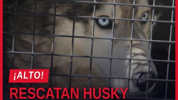rescate de husky morelia: perro husky de talla mediana, flaco y sucio, siendo atendido por personal veterinario tras ser