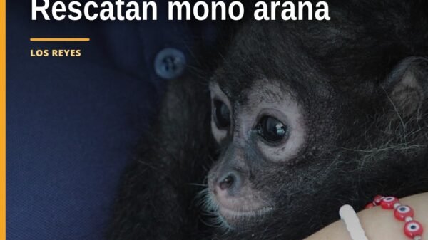 rescate mono araña: personal de la FGE y Protección Civil municipal resguardando un ejemplar de mono araña en Los Reyes