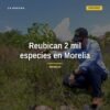 reubican especies morelia: trabajadores especializados trasladan árboles y fauna silvestre cerca del segundo anillo