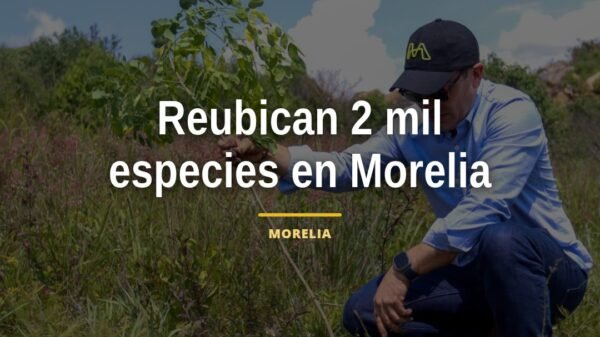 reubican especies morelia: trabajadores especializados trasladan árboles y fauna silvestre cerca del segundo anillo
