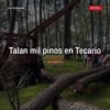 Fotografía simbólica de pinos talados en bosque montañoso de Tecario, Michoacán, con señal de alerta ambiental — tala de mil