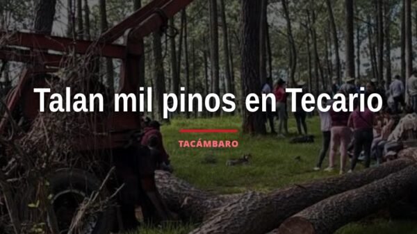 Fotografía simbólica de pinos talados en bosque montañoso de Tecario, Michoacán, con señal de alerta ambiental — tala de mil