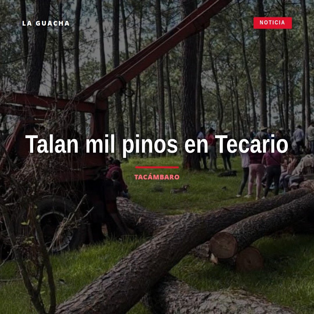 Fotografía simbólica de pinos talados en bosque montañoso de Tecario, Michoacán, con señal de alerta ambiental — tala de mil